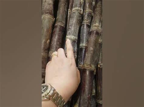 Sugar Cane Supports Liver Function