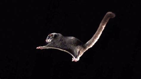 Sugar Glider Barely Moving