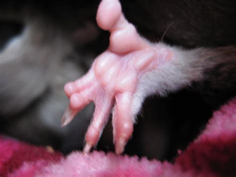 Sugar Glider Claws