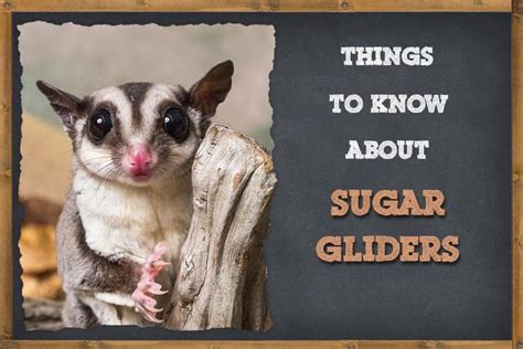 Sugar Glider Constipation