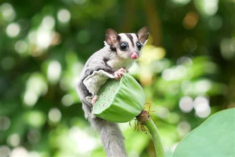 Sugar Glider Def