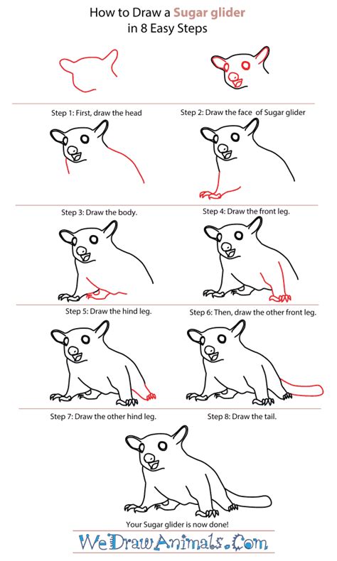 Sugar Glider Face Drawing