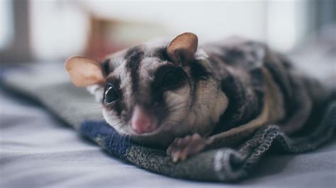 Sugar Glider Problems