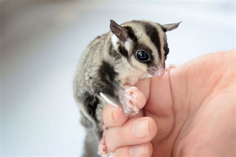 Sugar Glider Venta Cdmx