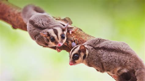 Sugar Gliders