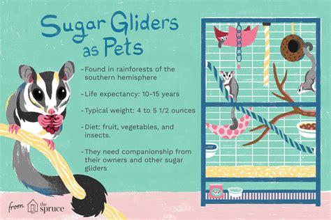 Sugar Gliders Meaning