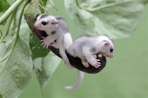 Sugar Gliders Young