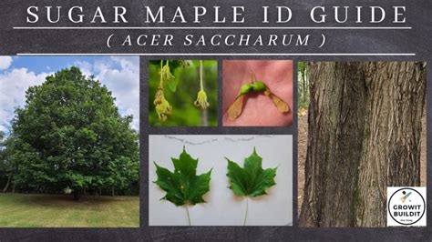 Sugar Maple Tree How To Identify