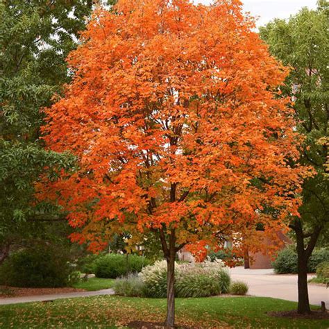 Sugar Maple Tree When To Plant