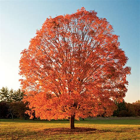 Sugar Maple Tree Wi