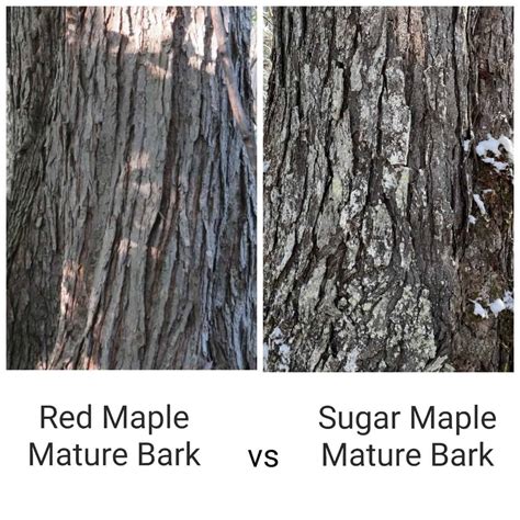 Sugar Maple Vs Water Maple