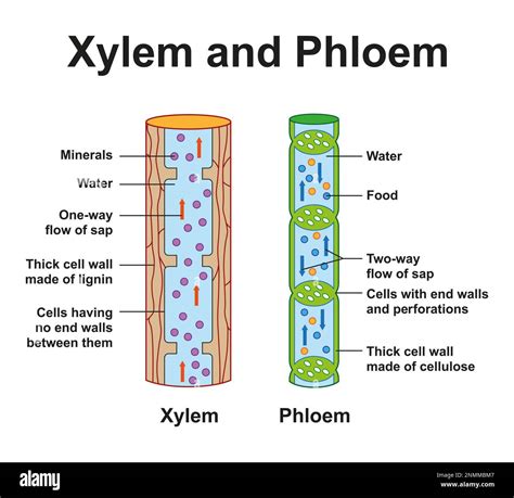 Sugars In Xylem