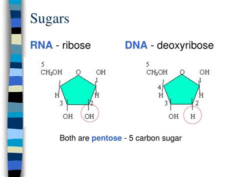 Sugars Of Dna