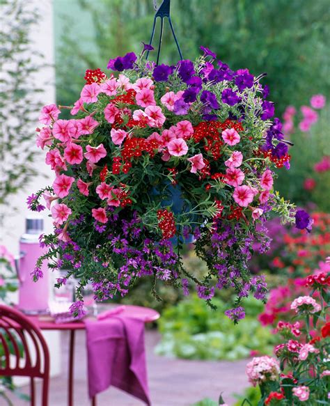 Suitable Plants For Hanging Baskets