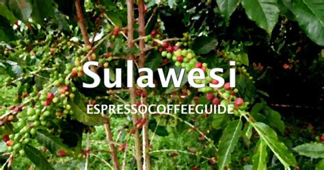 sulawesi coffee bean recipe