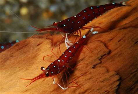 sulawesi shrimp parameters