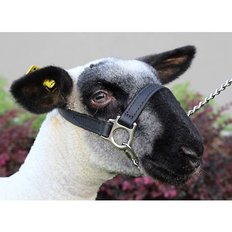 Sullivan Sheep Show Halter