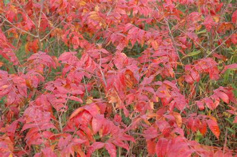 Sumac Bush In Fall