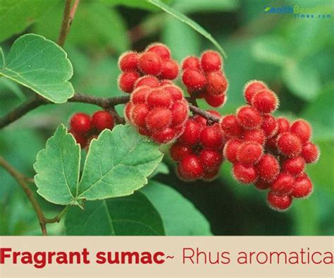 Sumac Fragrant