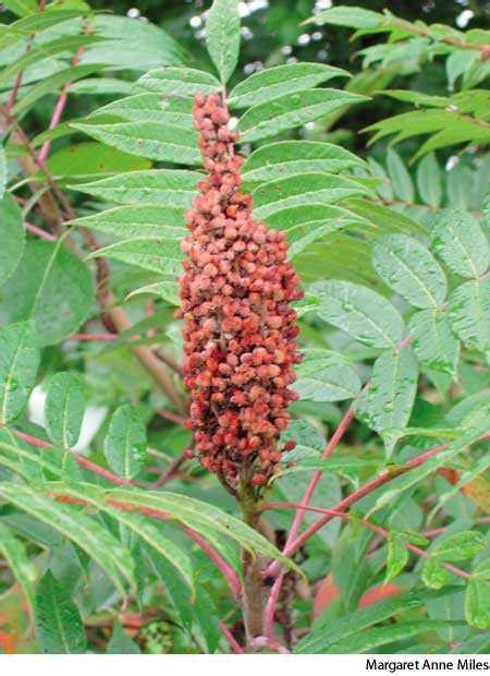 Sumac Latin Definition