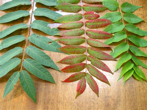 Sumac Leaves Edible