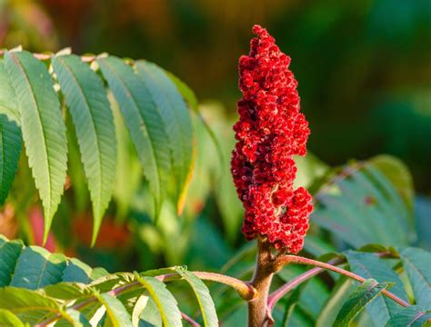 Sumac Tree Michigan