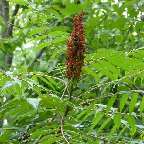 Sumac Tree New England