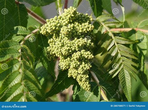 Sumac Tree Spring