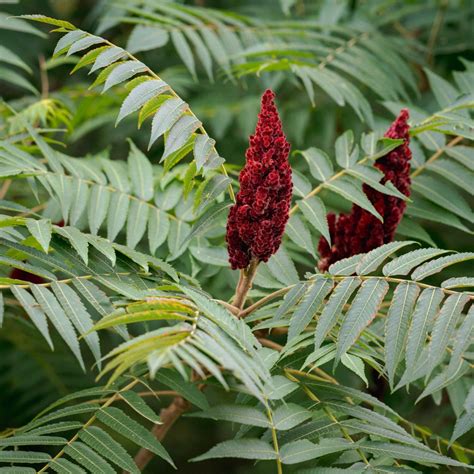 Sumac Tree Staghorn