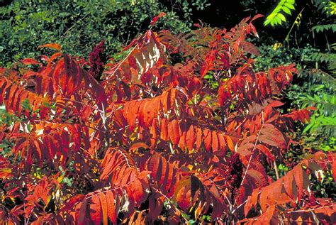 Sumac Trees Invasive