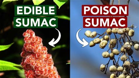 Sumac Vs Saffron