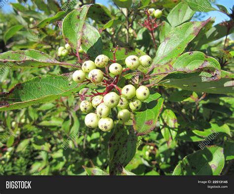 Sumac White Berries