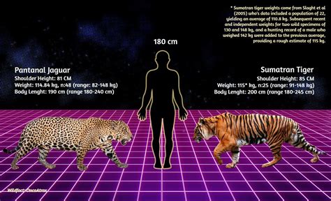 sumatran tiger size comparison