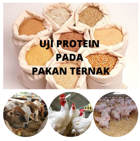 Sumber Protein untuk Pakan Ternak di Indonesia