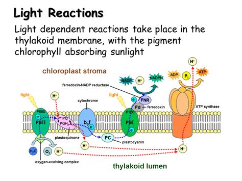 summarize the light reactions