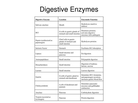 Summary Of Enzymes In The Digestive System