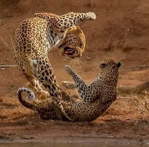summary of the fight between leopards