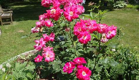 love this old fashioned rose bush, no fuss and blooms all summer Rose