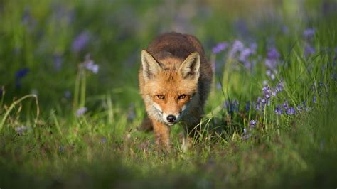 Unveiling Summer Fox's Mysterious Forest Adventure