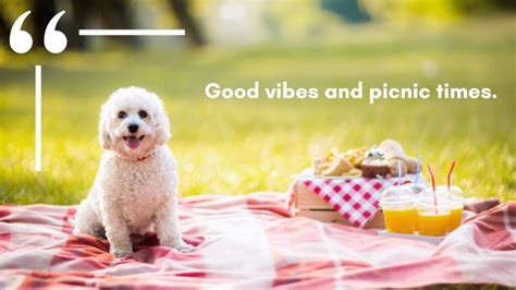 Summer Picnic Quotes