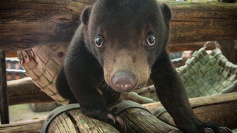 Sun Bear Youtube