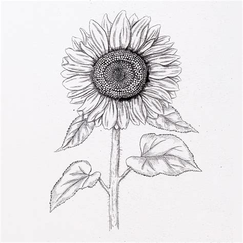Sun Flower Drawing