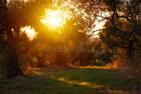 sun over olive trees