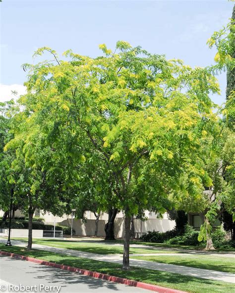 Honey locust trees for sale Gleditsia triacanthos 