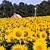 sunflower field georgia