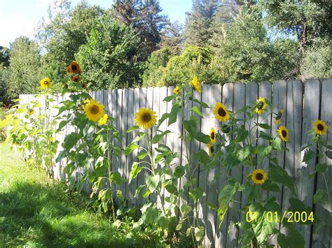 Along the brick path through the vegetable garden, bloom sunflowers