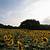 sunflower garden washington