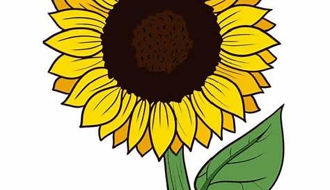 sunflower drawing easy step by step - Gale Storey