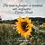 sunflower pics with quotes