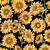sunflower print
